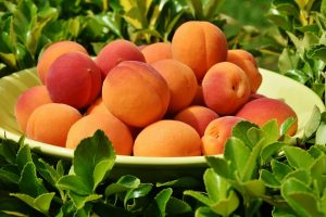 Гости праздника полакомиться спелыми абрикосами. Фото: pixabay