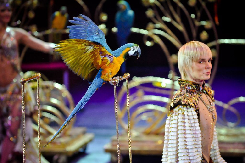 There is a bird at the circus. Цирковые птицы. Птицы в цирке. Цирк часы.