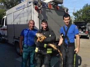 На вызов отправились четыре сотрудника 209 пожарно-спасательного отряда ГКУ «ПСЦ».