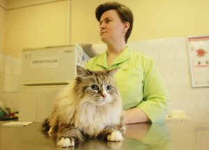 Москвичам посоветовали провести вакцинацию домашних животных. Фото: Наталия Нечаева, «Вечерняя Москва»