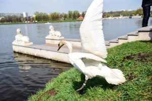 Лебеди-шипуны вернулись в Парк Горького. Фото: Пелагия Замятина, «Вечерняя Москва»