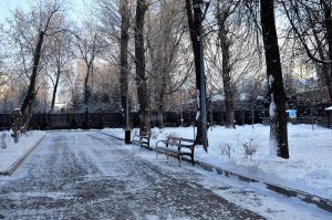 Деревья-крупномеры высадили на территории входа в Парк Горького. Фото: Анна Быкова