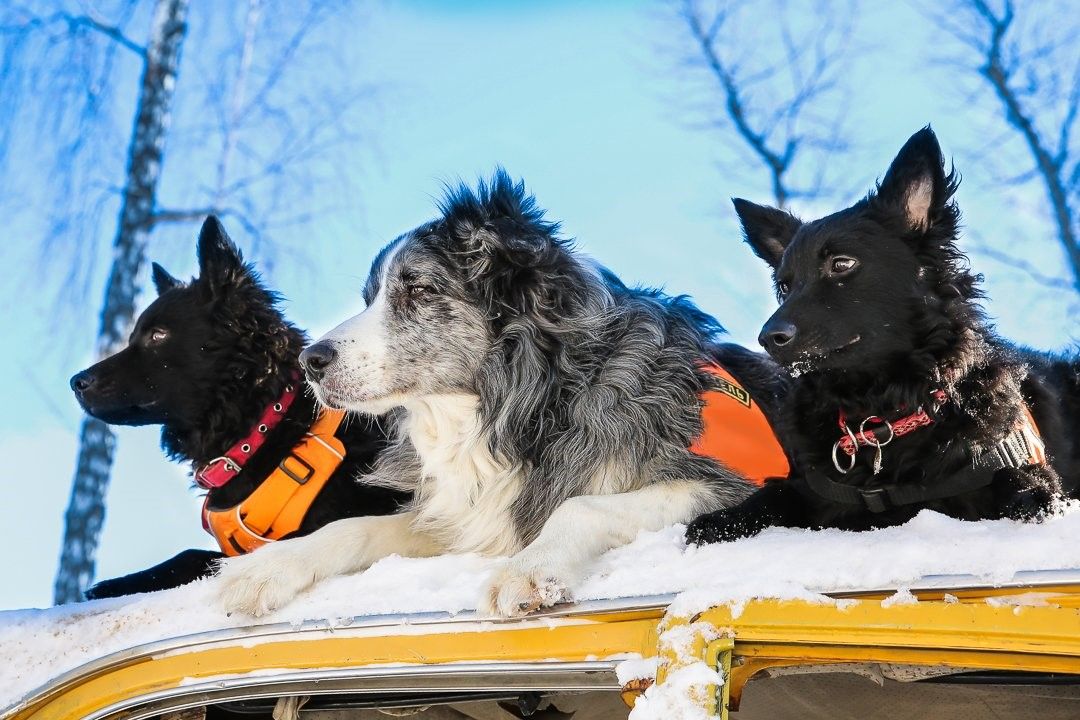 Dogs москва. Бордер колли спасатель. Бордер колли поисково спасательная служба. Москва ПСЦ собаки спасатели. Москва Департамент гочсипбсобаки спасатели.