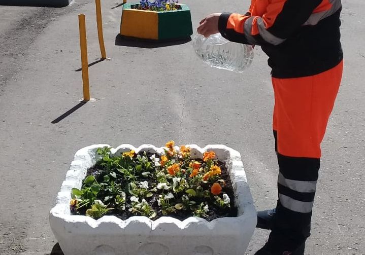 Садовые виолы высадят в районе до начала летнего периода. Фото предоставлено ГБУ "Жилищник" района Якиманка