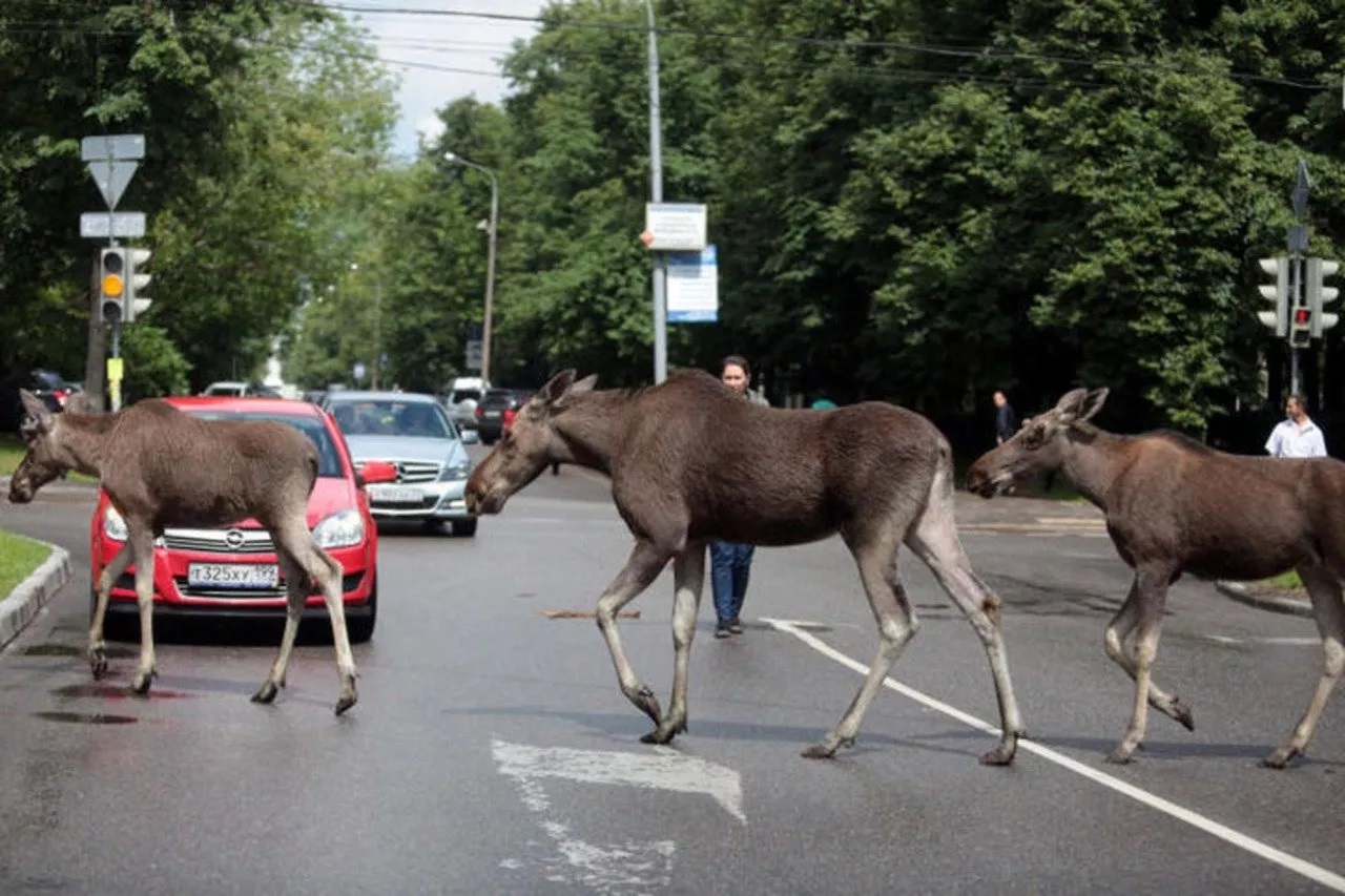 Дикое животное в городе: московские спасатели рассказывают, как правильно  себя вести