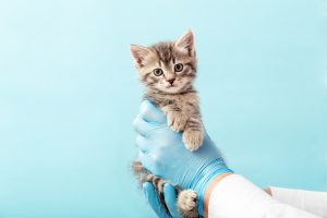 Вакцинация — самый эффективный способ защиты домашних животных