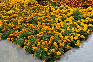 Представители «Жилищника» заменили цветы во дворах района. Фото: Анна Быкова