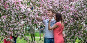 Цветы в сирингарии зацвели в Парке Горького. Фото: сайт мэра Москвы