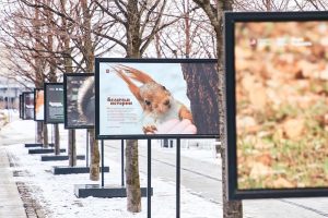 Фотовыставку «Беличьи истории» открыли в Парке Горького. Фото взято со страницы парка в социальных сетях