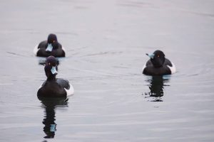 Чернети вернулись на Голицынский пруд. Фото: официальная страница ЦПКиО имени Горького в социальных сетях