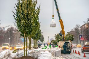 Деревья высадят на Калужской площади в рамках комплексного озеленения Ленинского проспекта. Фото: сайт мэра Москвы 