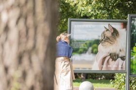 «Да будет кот!», или Фотопроект открылся в Парке Горького. Фото: Telegram-канал парка Горького