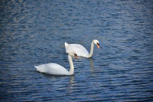 Лебединая пара из Парка Горького отправилась на комфортную зимовку. Фото: Анна Малакмадзе, «Вечерняя Москва»