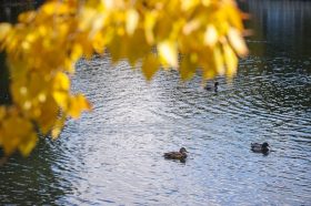 Живописные пруды Парка Горького готовы для посещения. Фото: сайт мэра Москвы