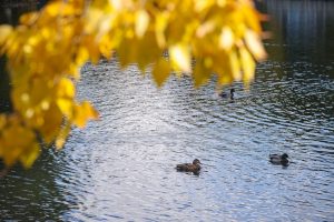 Живописные пруды Парка Горького готовы для посещения. Фото: сайт мэра Москвы