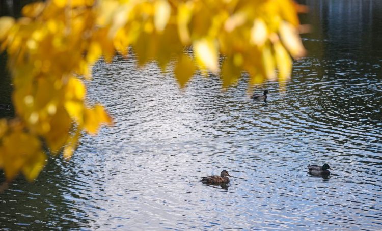 Живописные пруды Парка Горького готовы для посещения. Фото: сайт мэра Москвы