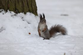 Перепись беличьего населения проведут в Нескучном саду. Фото: Виктор Хабаров, «Вечерняя Москва»